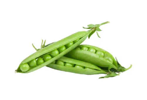 Pakistani Vegetable Pea, also known as Matar in Pakistan