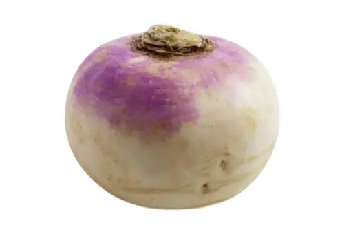 Pakistani Vegetable Turnip, also known as Shalgam in Pakistan